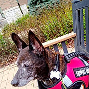 Tommy is registered to the contest to win money with this photo: animal, bench, brick_wall, building, canine, daylight, dog, ear, leash, nature, outdoor, pavement, pet, plant, shrub, side_view, support_animal, vest, walking, window