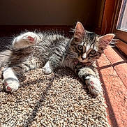 Star is registered to the contest to win money with this photo: animal, carpet, cat, curious, cute, feline, fur, home, indoor, kitten, paws, pet, playful, relaxed, sunbeam, sunlight, tabby, texture, whiskers, window