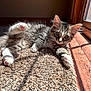 animal, carpet, cat, curious, cute, feline, fur, home, indoor, kitten, paws, pet, playful, relaxed, sunbeam, sunlight, tabby, texture, whiskers, window