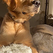 Molly Mcbutter is registered to the contest to win money with this photo: dog, golden_retriever, puppy, pet, fluffy_blanket, indoor, sunlight, collar, resting, closeup, animal, fur, whiskers, soft_texture, cozy, warm_light, bed, portrait, cute, domestic