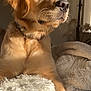 dog, golden_retriever, puppy, pet, fluffy_blanket, indoor, sunlight, collar, resting, closeup, animal, fur, whiskers, soft_texture, cozy, warm_light, bed, portrait, cute, domestic