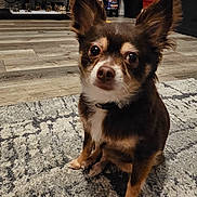 Buddy joined the competition — help win amazing prizes! dog, small_dog, chihuahua, pet, indoor, carpet, floor, ears, fur, brown, white, living_room, furniture, shelf, decor, cute, animal, portrait, alert, companion