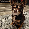 dog, small_dog, chihuahua, pet, indoor, carpet, floor, ears, fur, brown, white, living_room, furniture, shelf, decor, cute, animal, portrait, alert, companion