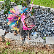 Luna is registered to the contest to win money with this photo: dog, french_bulldog, tutu, colorful_clothing, pink_harness, leash, tree, stone_blocks, water_bowl, grass, outdoor, pet, happy, tongue_out, close_up, animal, playful, summer, nature, leaves