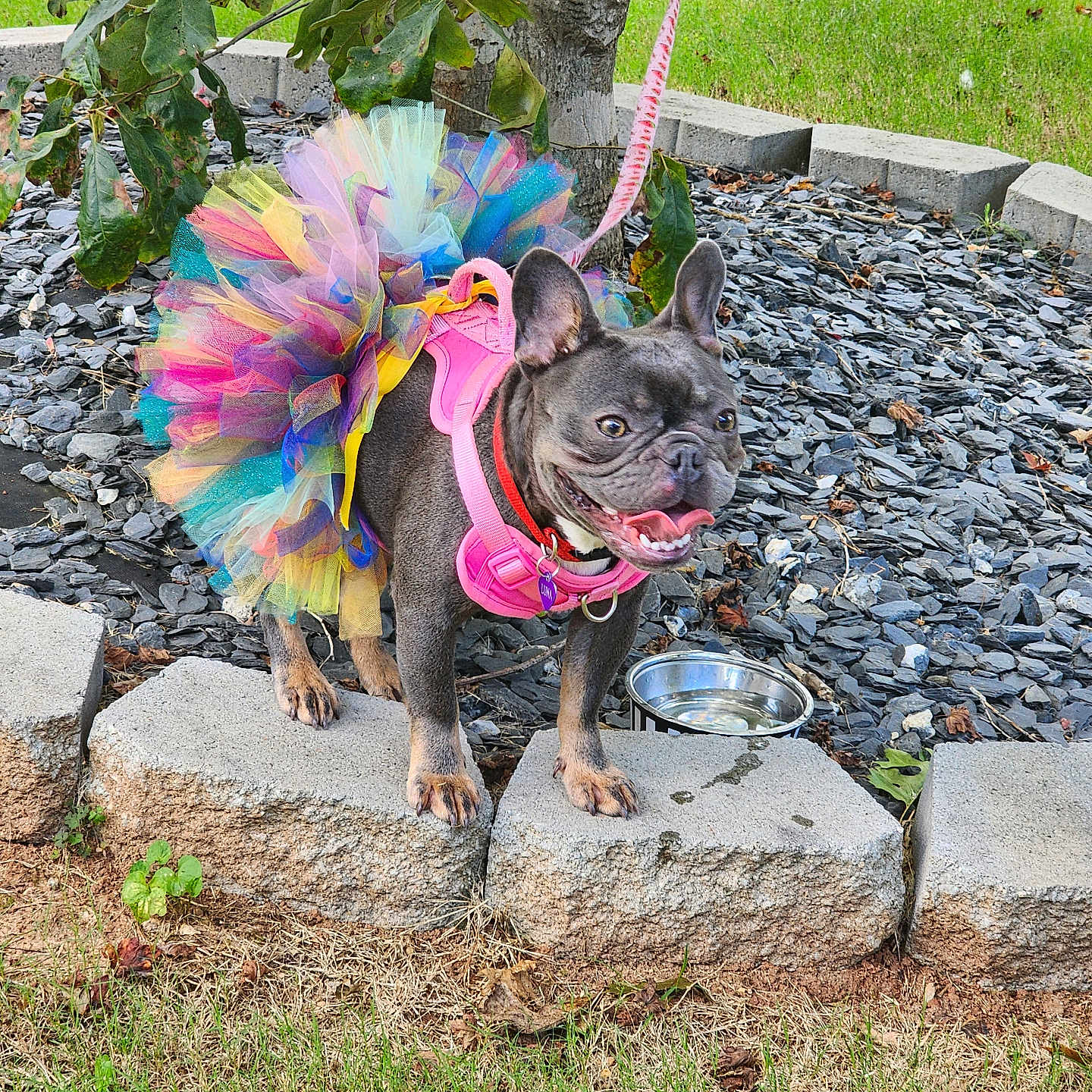 Luna is registered to the contest to win money with this photo: animal, close_up, colorful_clothing, dog, french_bulldog, grass, happy, leash, leaves, nature, outdoor, pet, pink_harness, playful, stone_blocks, summer, tongue_out, tree, tutu, water_bowl