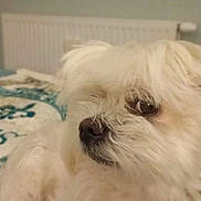 Nelson a rejoint le concours — aidez-le/la à gagner de superbes lots ! animal, bed, blanket, closeup, cozy, cute, dog, eye, fluffy, fur, home, indoor, laying_down, nose, pet, portrait, radiator, relaxed, white_dog, window