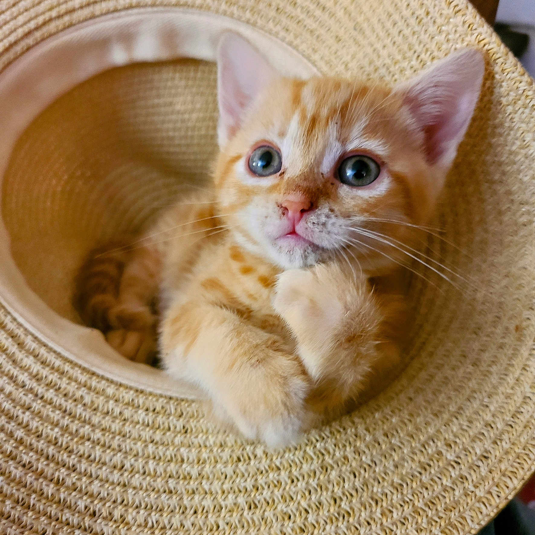 Sheeda is registered to the contest to win money with this photo: abyssinian, animal, armchair, basket, cat, chair, clothing, furniture, hat, kitten, manx, pet, siamese, sunhat