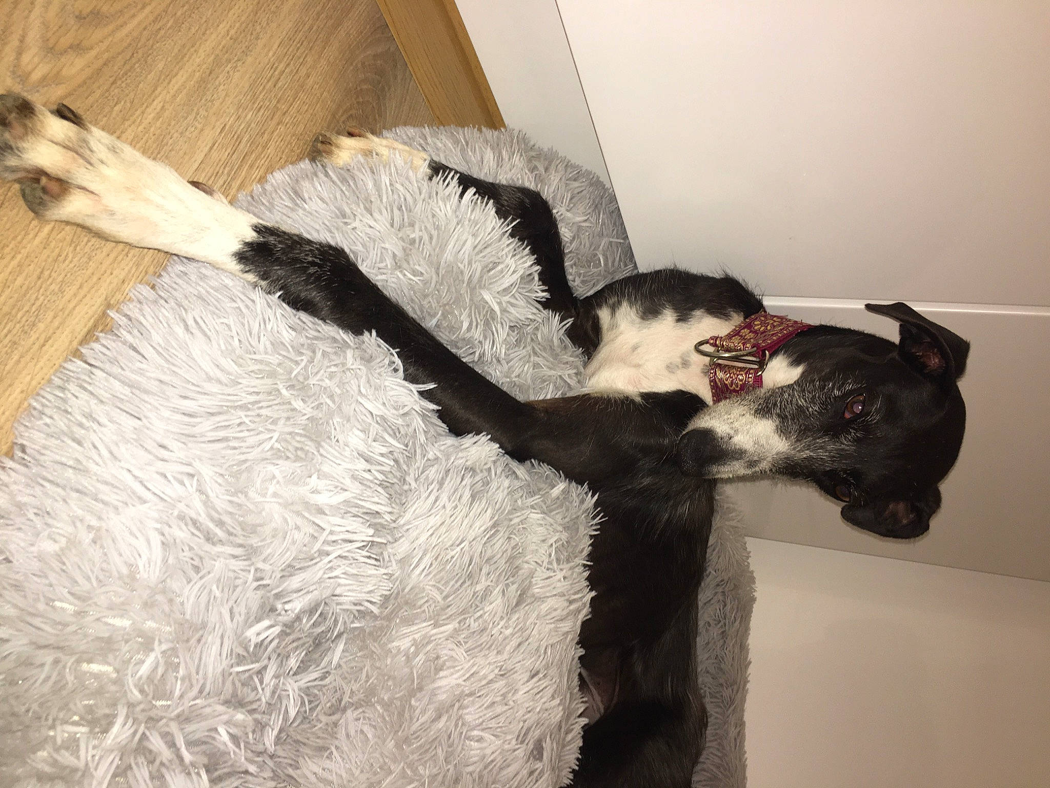 Nicosia a rejoint le concours — aidez-le/la à gagner de superbes lots ! art, canidae, carnivore, comfort, companion_dog, couch, dog_breed, fawn, felidae, fur, fur_clothing, gesture, hardwood, natural_material, small_to_medium_sized_cats, snout, sporting_group, tail, wood, wool