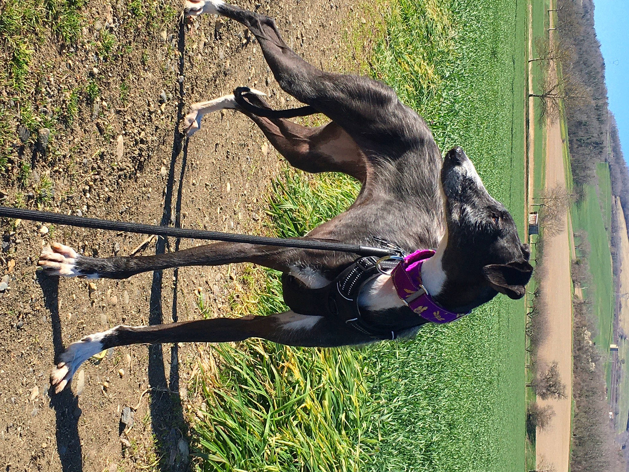 Nicosia a rejoint le concours — aidez-le/la à gagner de superbes lots ! carnivore, collar, dog, dog_breed, dog_collar, fawn, grass, leash, nature, pet_supply, plant, rock_climbing_equipment, sky, snout, sporting_group, tail, tree, trunk, wildlife, wood