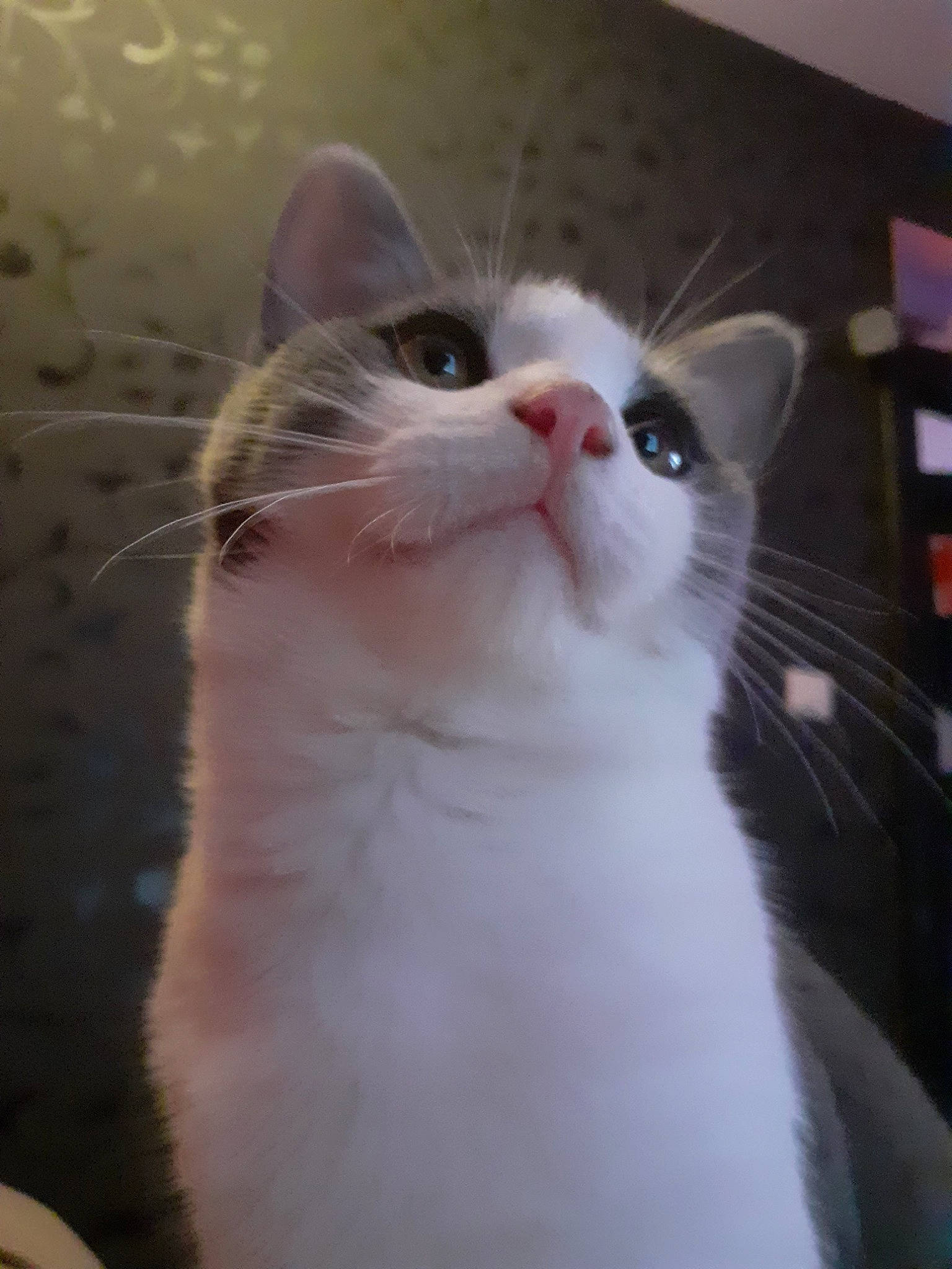 Grizly participe au concours pour gagner de l'argent avec cette photo : carnivore, cat, domestic_short_haired_cat, ear, eye, felidae, fur, iris, paw, small_to_medium_sized_cats, snout, tail, terrestrial_animal, whiskers, window