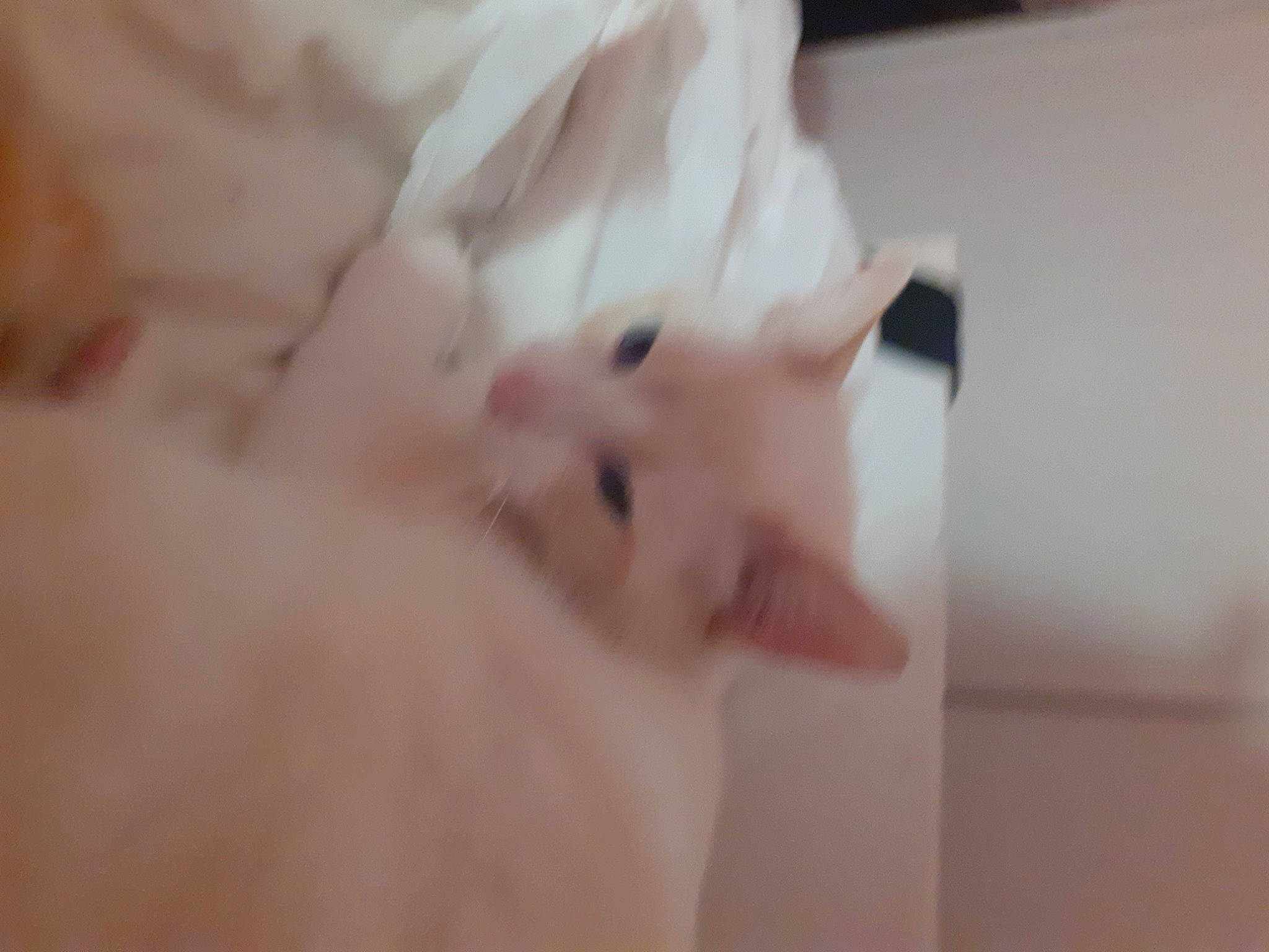 Bianki participe au concours pour gagner de l'argent avec cette photo : canidae, carnivore, claw, comfort, dog_breed, felidae, flesh, foot, fur, gesture, jaw, nail, non_sporting_group, paw, petal, small_to_medium_sized_cats, snout, thumb, whiskers