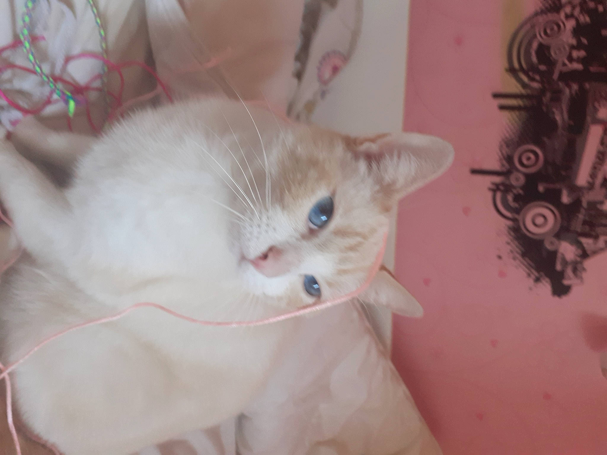 Bianki participe au concours pour gagner de l'argent avec cette photo : carnivore, cat, domestic_short_haired_cat, ear, eye, fawn, felidae, fur, iris, paw, small_to_medium_sized_cats, snout, tail, whiskers