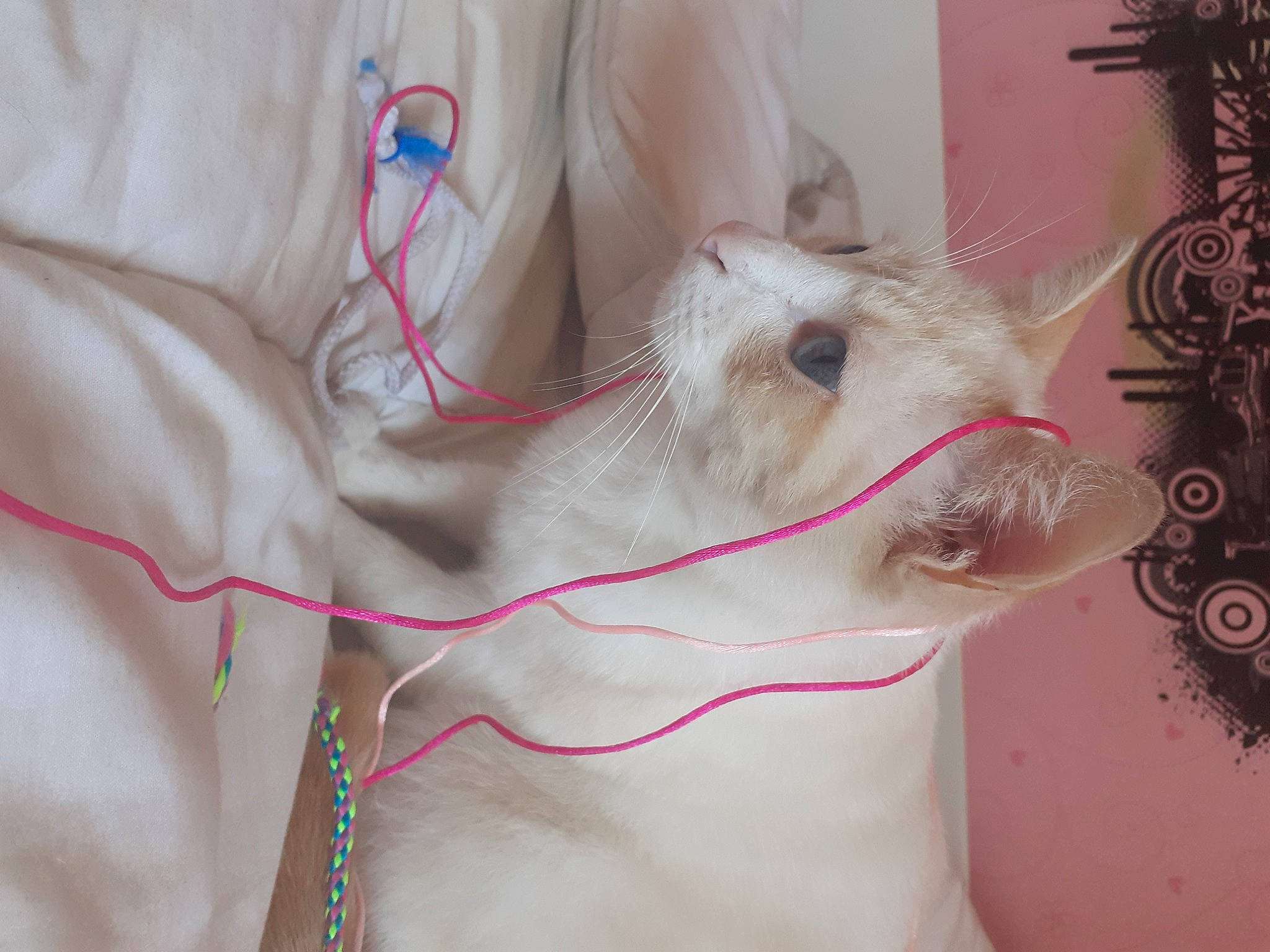 Bianki participe au concours pour gagner de l'argent avec cette photo : abdomen, chest, electrical_supply, electrical_wiring, eyelash, fashion_accessory, fawn, felidae, fur, human_leg, leg, nail, neck, small_to_medium_sized_cats, snout, thigh, trunk, whiskers, wire, wrist