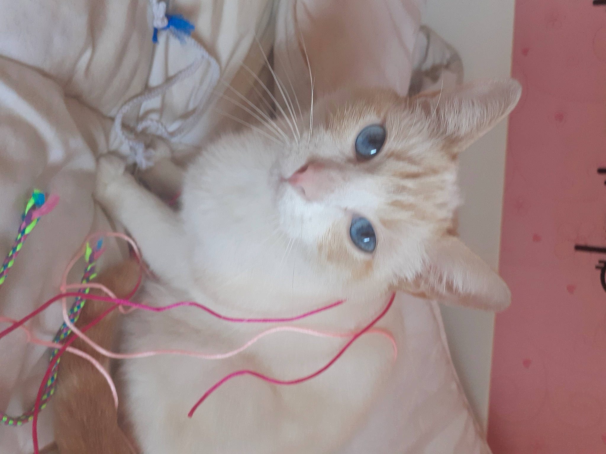 Bianki a rejoint le concours — aidez-le/la à gagner de superbes lots ! carnivore, cat, domestic_short_haired_cat, ear, fawn, felidae, fur, paw, small_to_medium_sized_cats, snout, tail, textile, whiskers, wire