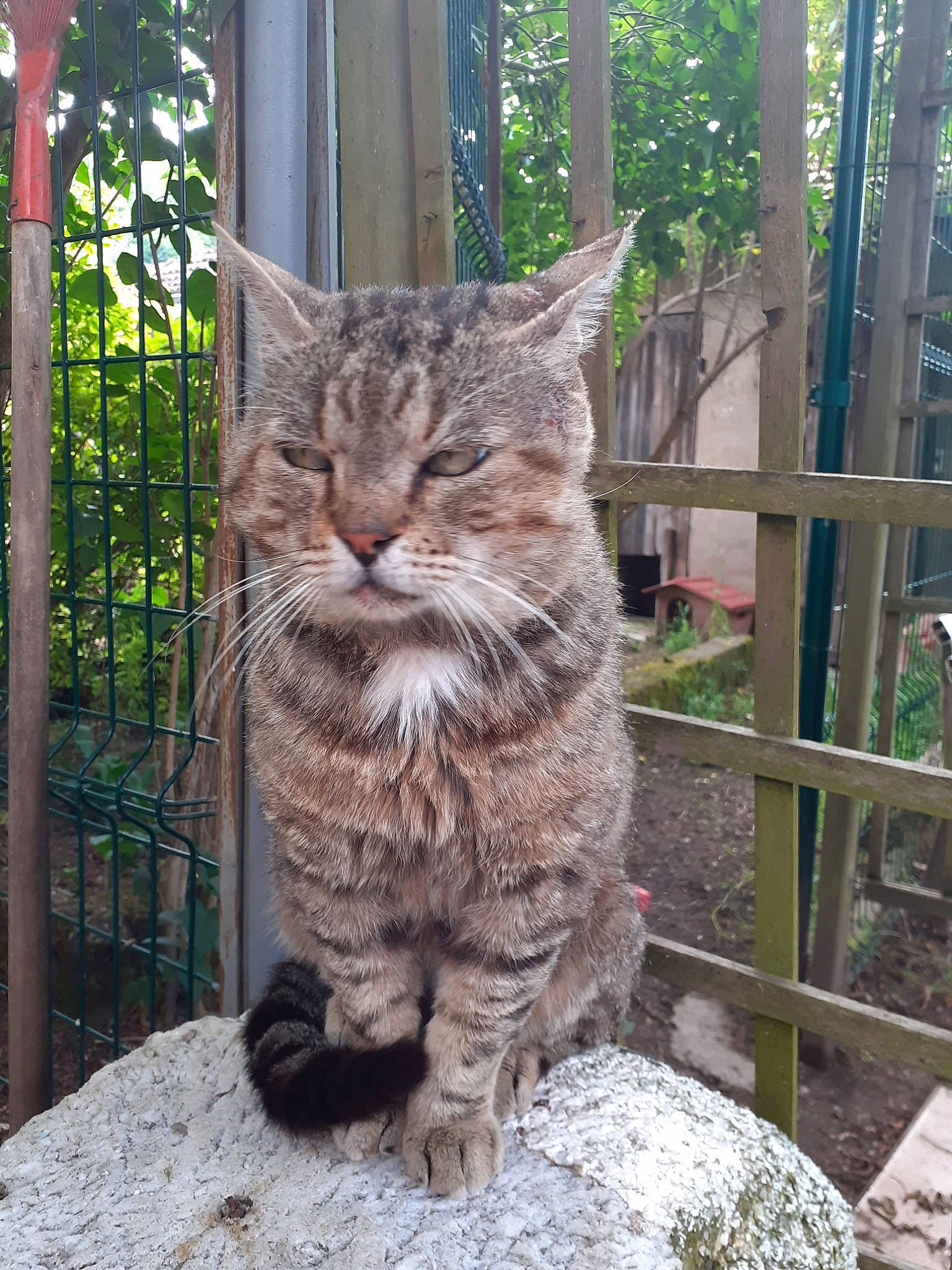 Jocker a rejoint le concours — aidez-le/la à gagner de superbes lots ! carnivore, cat, claw, domestic_short_haired_cat, felidae, fence, fur, grass, lynx, mammal, plant, small_to_medium_sized_cats, snout, tail, terrestrial_animal, tree, trunk, whiskers, window, wood
