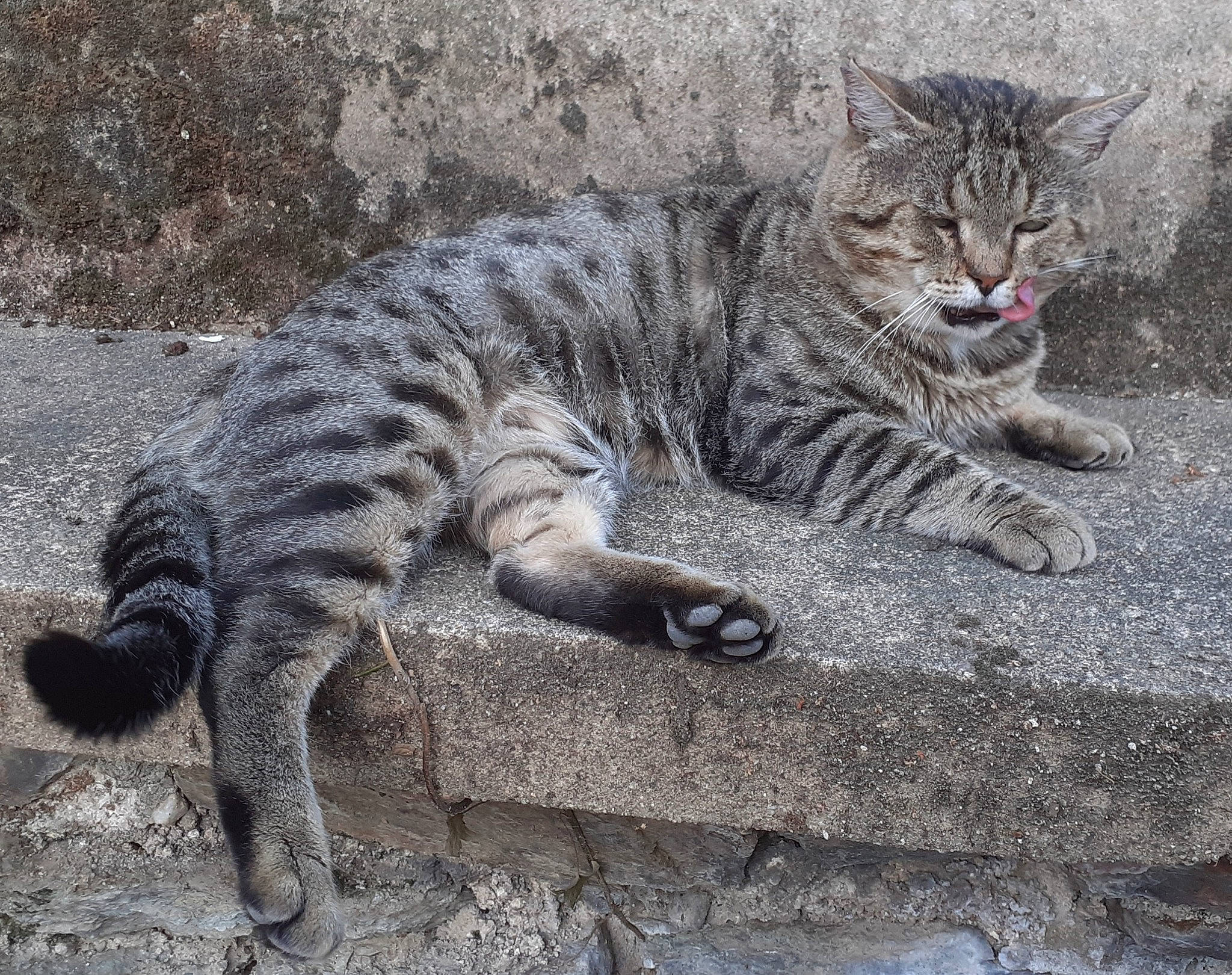 Jocker a rejoint le concours — aidez-le/la à gagner de superbes lots ! carnivore, cat, claw, domestic_short_haired_cat, eye, felidae, foot, fur, grass, grey, organism, paw, sitting, small_to_medium_sized_cats, snout, tail, terrestrial_animal, tree, whiskers, wildlife