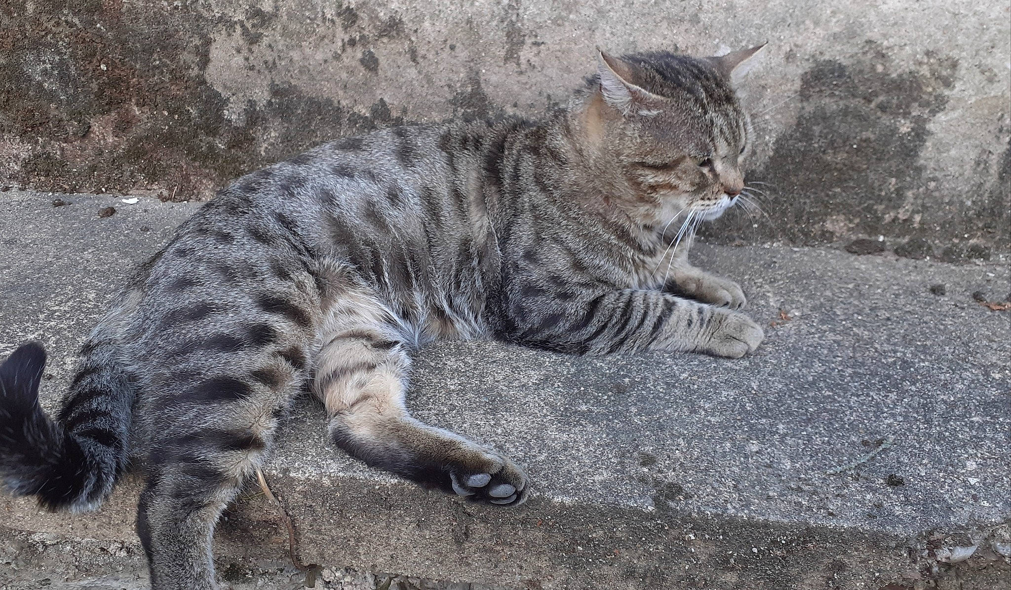Jocker a rejoint le concours — aidez-le/la à gagner de superbes lots ! carnivore, cat, claw, domestic_short_haired_cat, eye, felidae, fur, grass, lynx, paw, small_to_medium_sized_cats, snout, tail, terrestrial_animal, tree, whiskers, wildlife