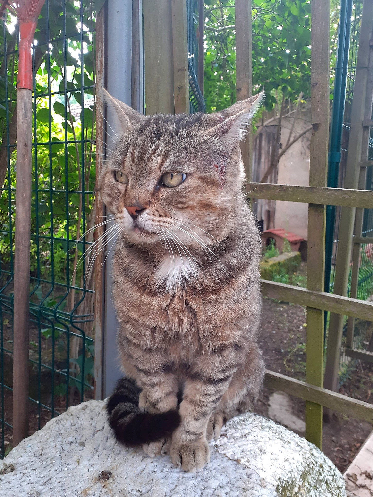 Jocker a rejoint le concours — aidez-le/la à gagner de superbes lots ! bobcat, carnivore, cat, domestic_short_haired_cat, fawn, felidae, fence, fur, grass, lynx, mammal, plant, small_to_medium_sized_cats, snout, tail, terrestrial_animal, tree, whiskers, window, wood