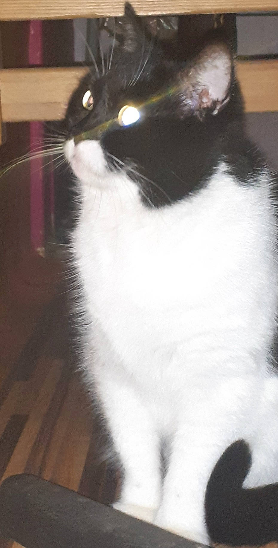 Nazka a rejoint le concours — aidez-le/la à gagner de superbes lots ! black_cat, carnivore, cat, domestic_short_haired_cat, felidae, flooring, foot, fur, hardwood, iris, monochrome_photography, paw, pedestal, small_to_medium_sized_cats, snout, tail, whiskers