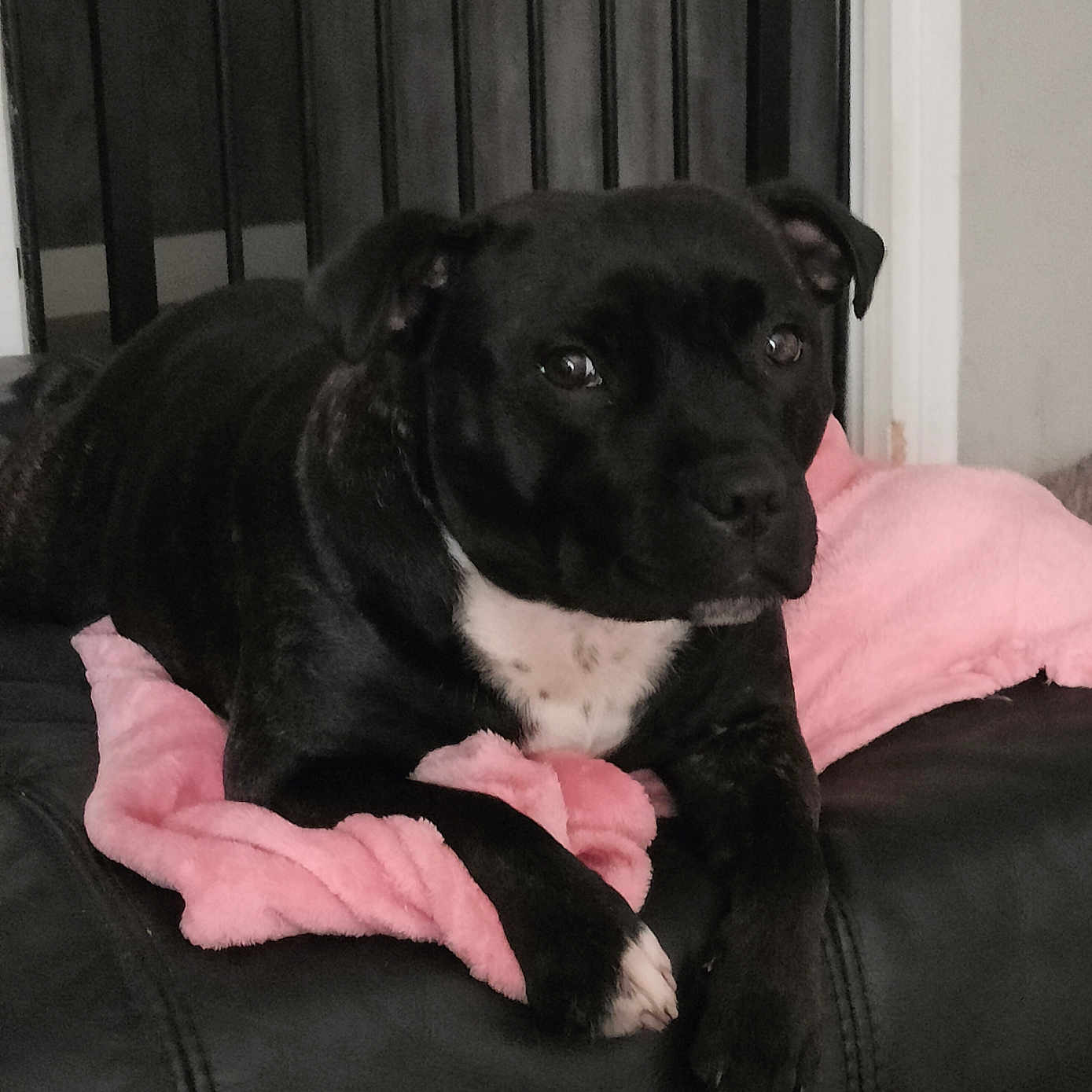 Taya participe au concours pour gagner de l'argent avec cette photo : animal, architecture, armchair, boxer, bulldog, canine, chair, couch, cushion, dog, frenchbulldog, furniture, homedecor, hound, labradorretriever, pet, pitbull, pointer, pug, puppy