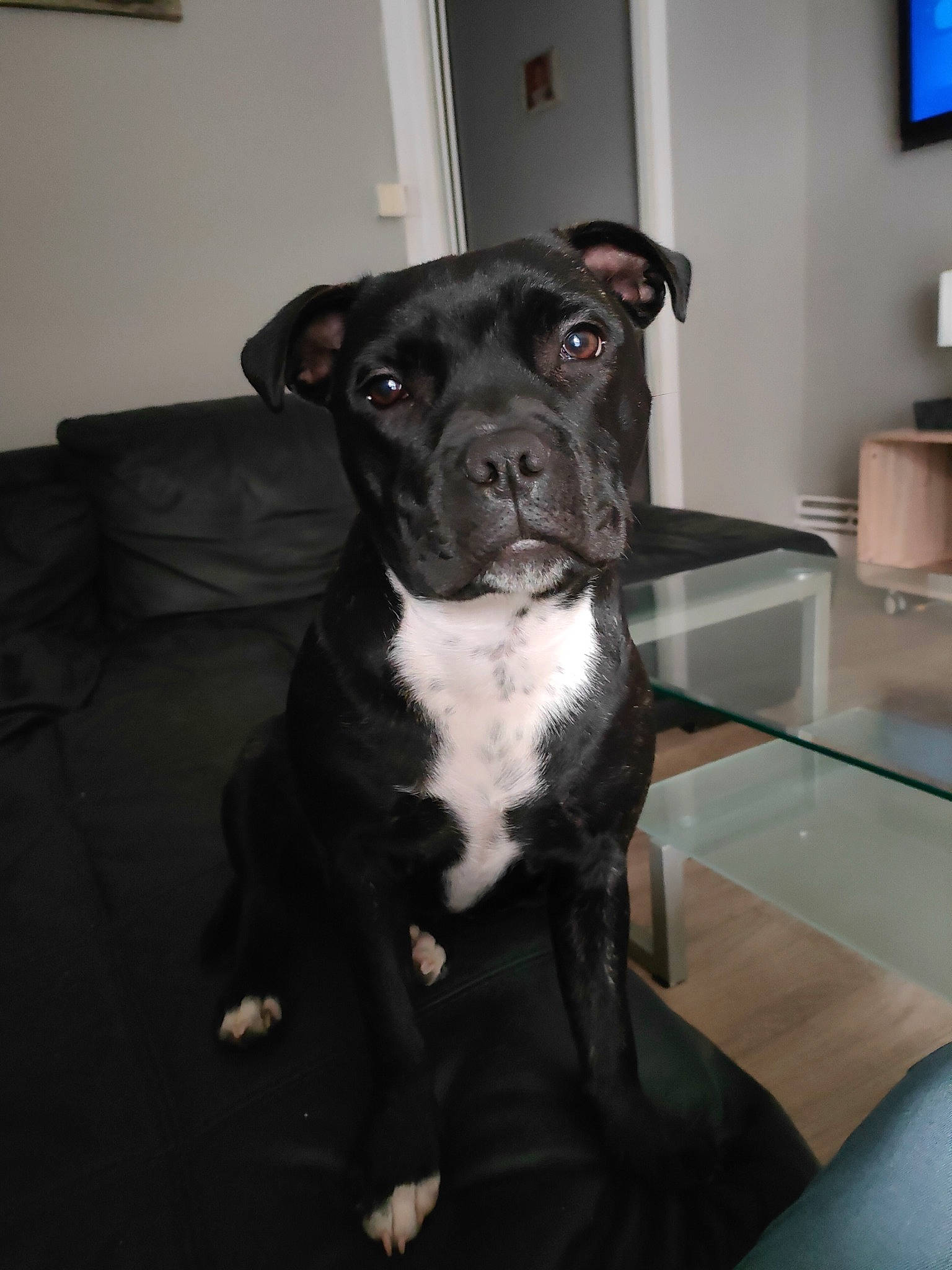 Taya a rejoint le concours — aidez-le/la à gagner de superbes lots ! borador, boston_terrier, canidae, carnivore, comfort, companion_dog, couch, dog, dog_breed, fawn, flooring, guard_dog, snout, sporting_group, television, terrestrial_animal, toy_dog, whiskers, window, working_animal