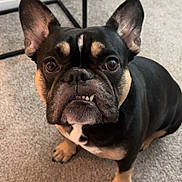 Nova joined the competition — help win amazing prizes! dog, french_bulldog, pet, indoor, carpet, brown, black, ears, face, eyes, mouth, underbite, animal, cute, sitting, floor, fur, whiskers, table, looking_up