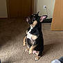 Nova joined the competition — help win amazing prizes! dog, french_bulldog, indoor, carpet, door, wall, power_outlet, ear, pet, animal, looking_up, brown, black, white, sitting, floor, person_partial, sock, cozy, home