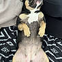 Nova is registered to the contest to win money with this photo: french_bulldog, dog, pet, lying_down, blanket, black_and_white, pattern, carpet, indoors, paw, fur, cute, animal, canine, resting, person_partial, clothing, fabric, home, surprised_expression