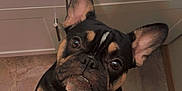 Nova is registered to the contest to win money with this photo: dog, french_bulldog, pet, indoor, bathroom, floor, marble, countertop, sink, curious, brown, black, white, ears, paws, looking_up, cute, companion, canine, standing