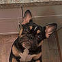 dog, french_bulldog, pet, indoor, bathroom, floor, marble, countertop, sink, curious, brown, black, white, ears, paws, looking_up, cute, companion, canine, standing