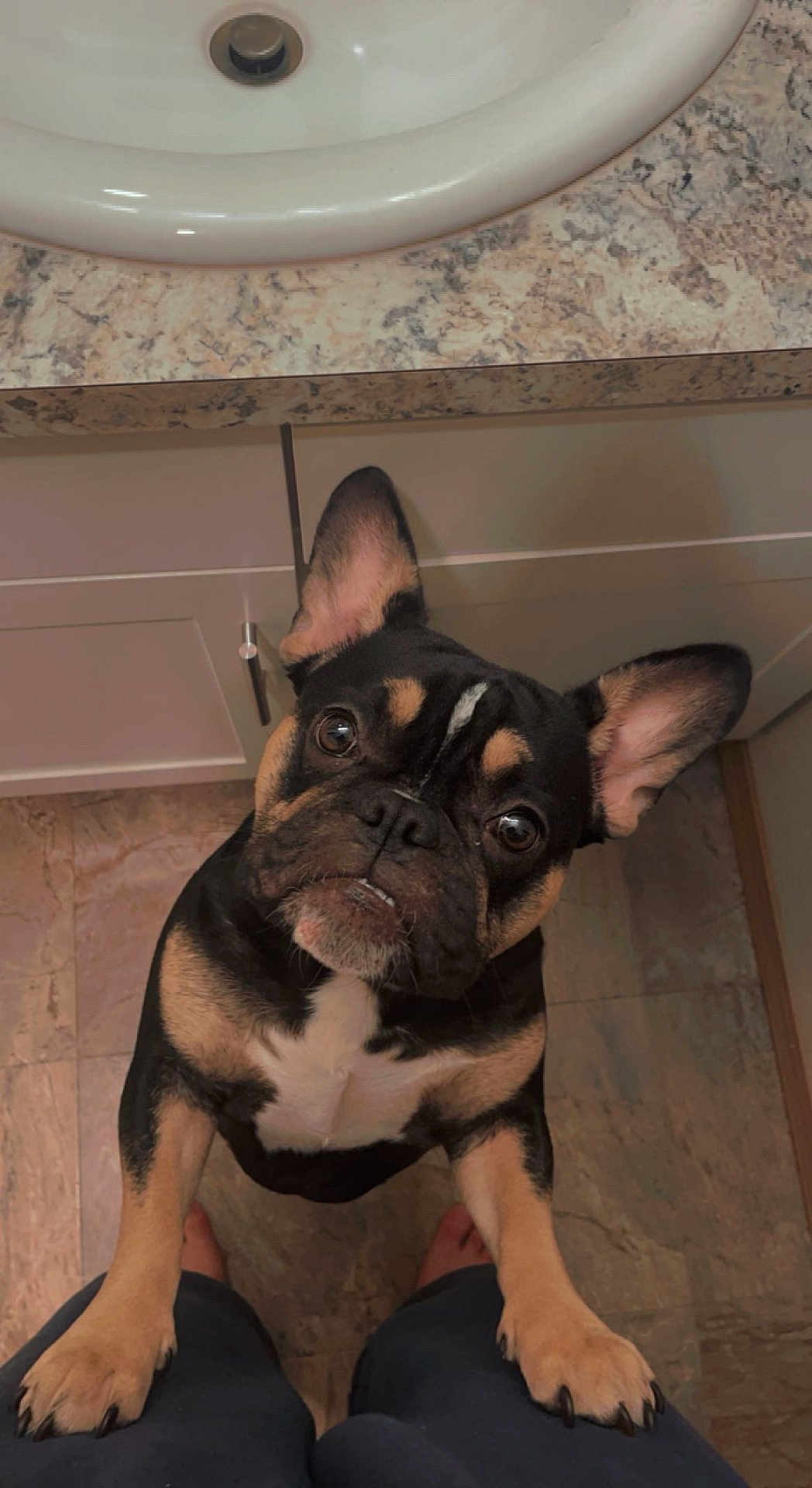 Nova is registered to the contest to win money with this photo: dog, french_bulldog, pet, indoor, bathroom, floor, marble, countertop, sink, curious, brown, black, white, ears, paws, looking_up, cute, companion, canine, standing