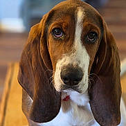 Bonnie joined the competition — help win amazing prizes! animal, background_blur, basset_hound, brown, close_up, cute, dog, domestic_animal, ears, face, fur, indoor, looking_at_camera, nose, pet, portrait, puppy, sitting, white, wooden_surface