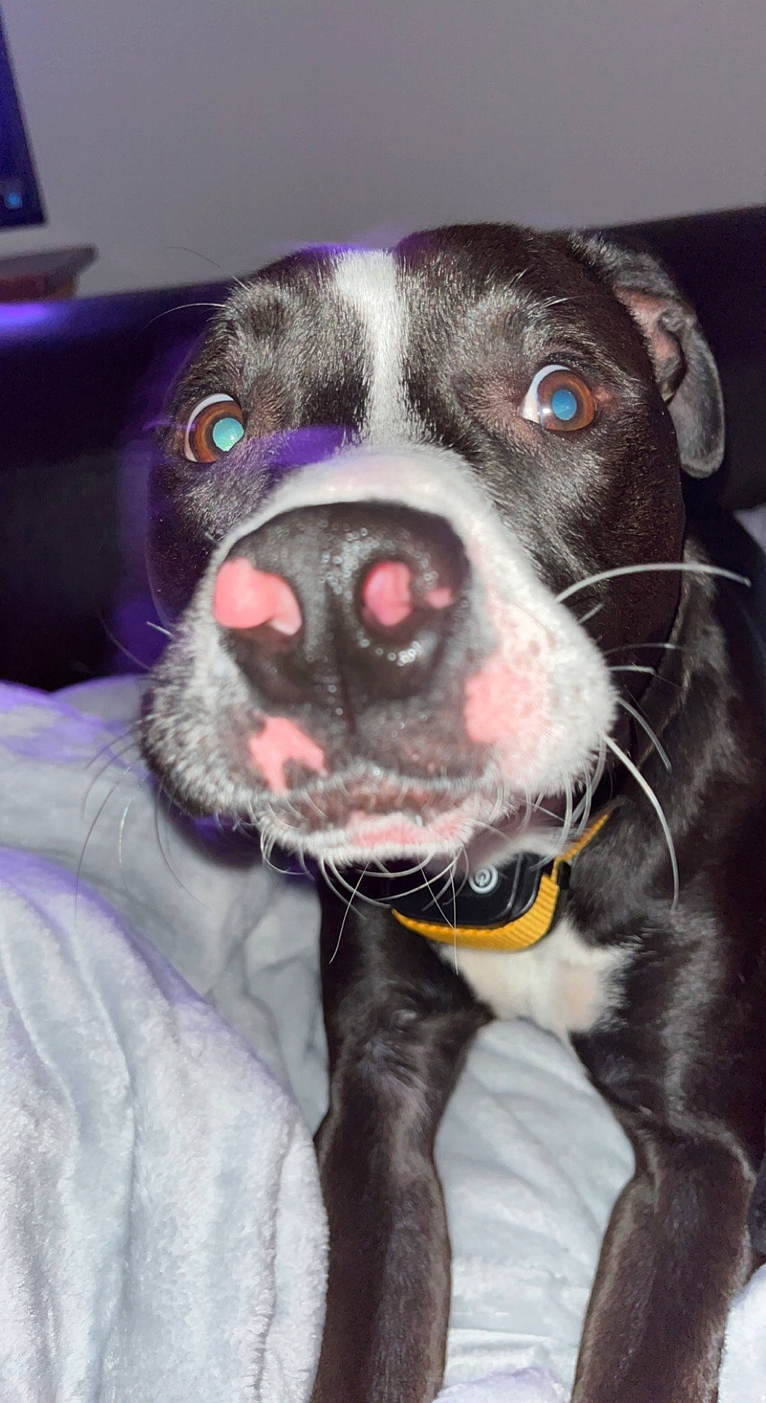 Boss joined the competition — help win amazing prizes! borador, canidae, carnivore, collar, companion_dog, dog, dog_breed, dog_collar, fawn, fur, guard_dog, hunting_dog, leash, non_sporting_group, paw, snout, sporting_group, whiskers, working_animal, working_dog