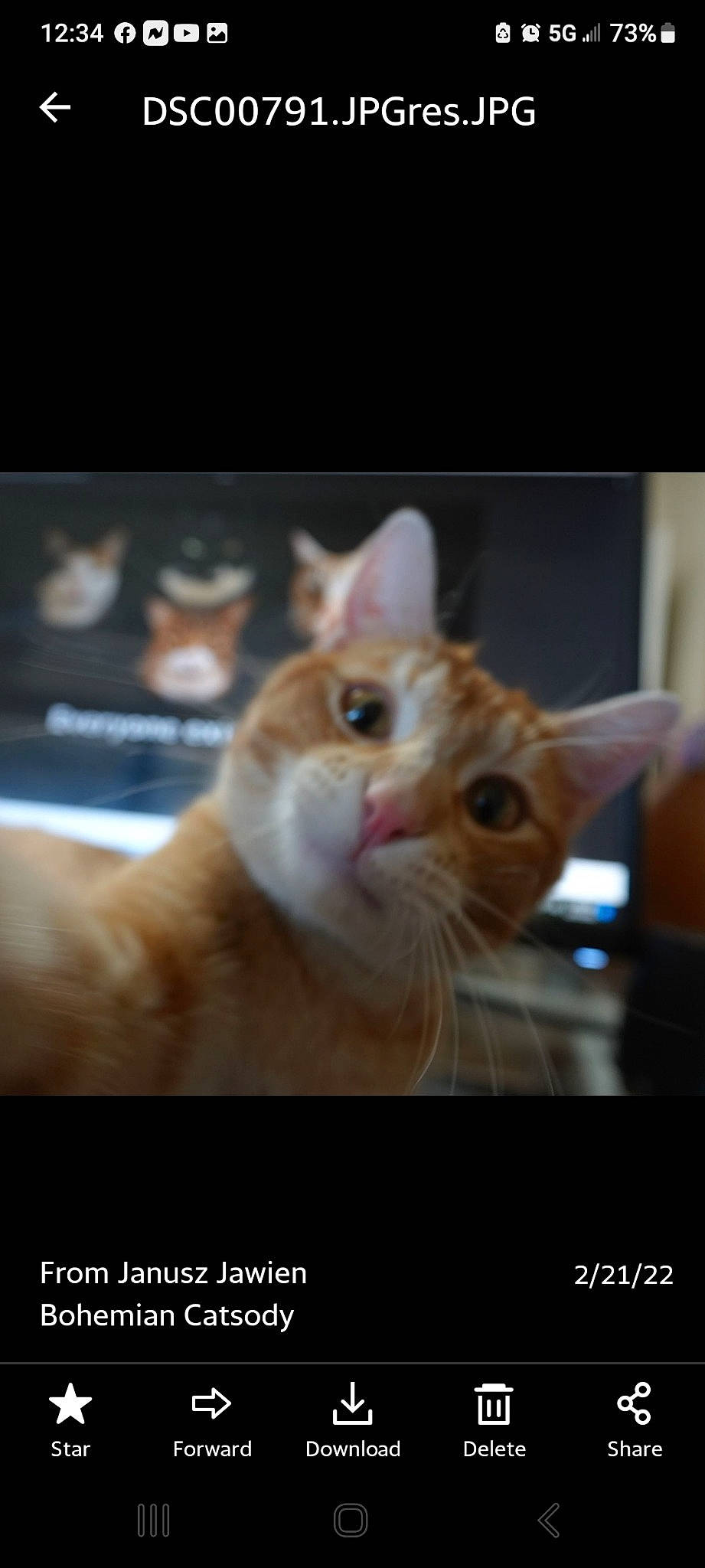 Tango joined the competition — help win amazing prizes! carnivore, cat, domestic_short_haired_cat, ear, eye, felidae, font, fur, paw, photo_caption, small_to_medium_sized_cats, snout, whiskers