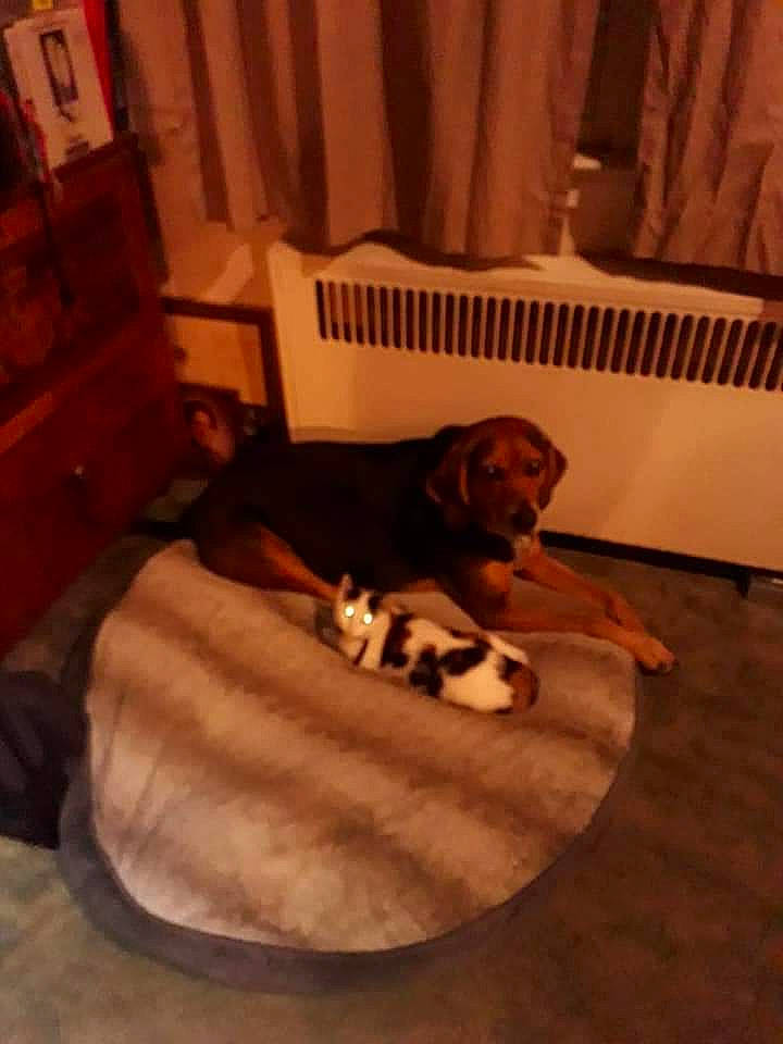 Styx is registered to the contest to win money with this photo: brown, canidae, carnivore, comfort, companion_dog, curtain, dog, dog_bed, dog_breed, dog_supply, fawn, floor, flooring, hardwood, liver, pet_supply, room, sporting_group, wood, working_animal