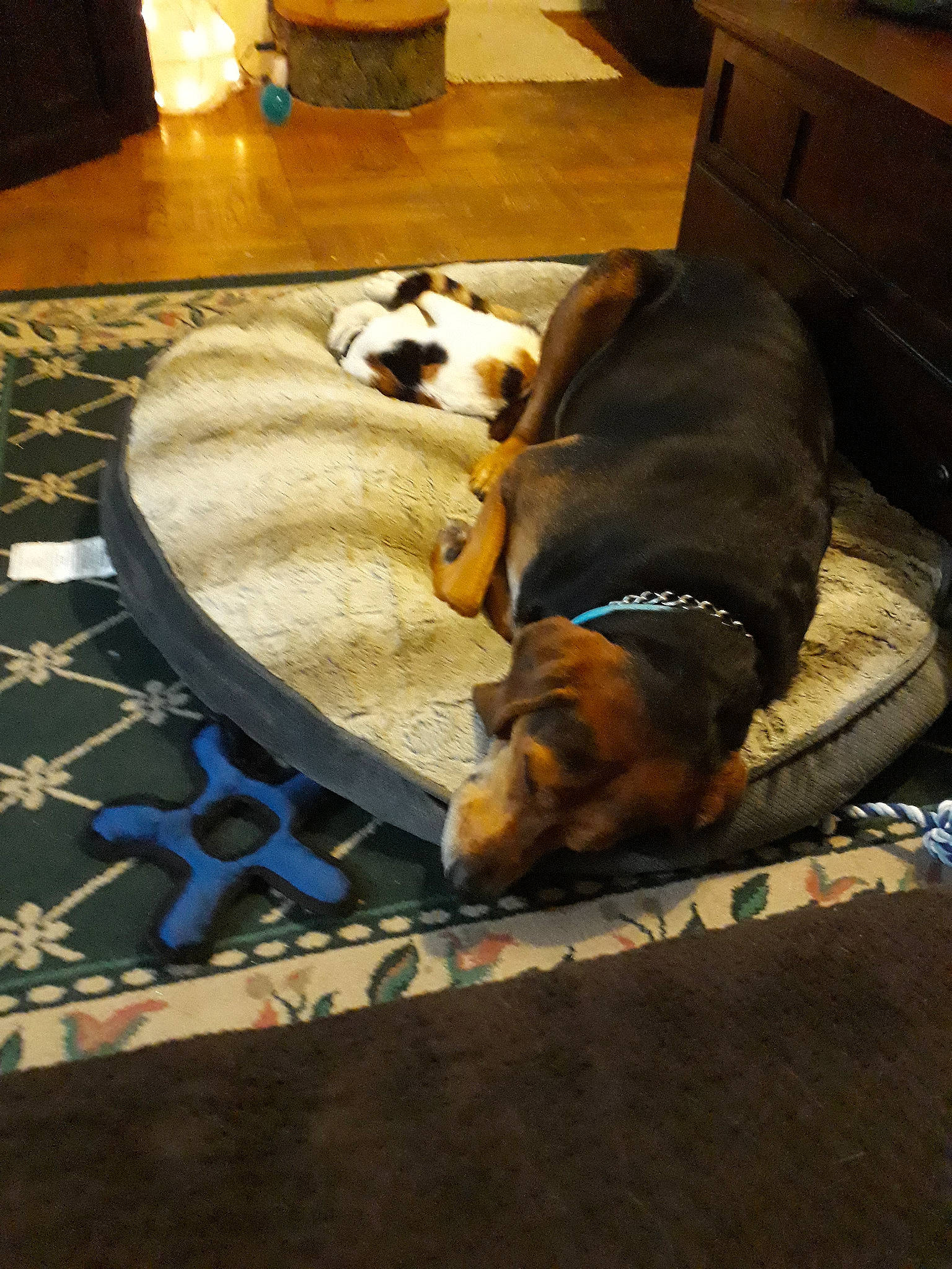 Styx is registered to the contest to win money with this photo: basset_hound, canidae, carnivore, companion_dog, dog, dog_breed, finnish_hound, floor, flooring, hound, mammal, sporting_group