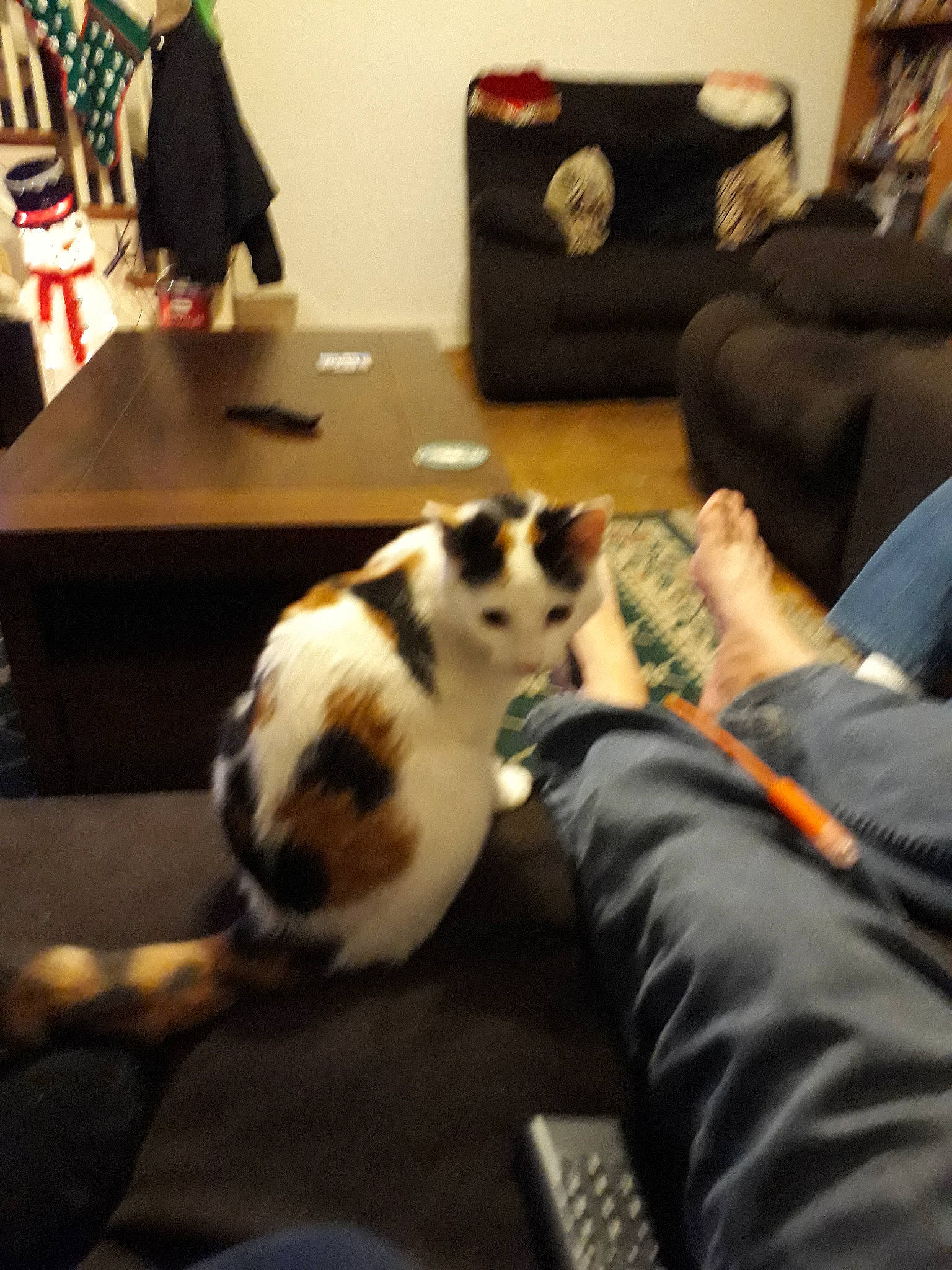 Styx is registered to the contest to win money with this photo: canidae, carnivore, cat, companion_dog, ear, felidae, fur, games, leg, puppy, room, sitting, small_to_medium_sized_cats, table