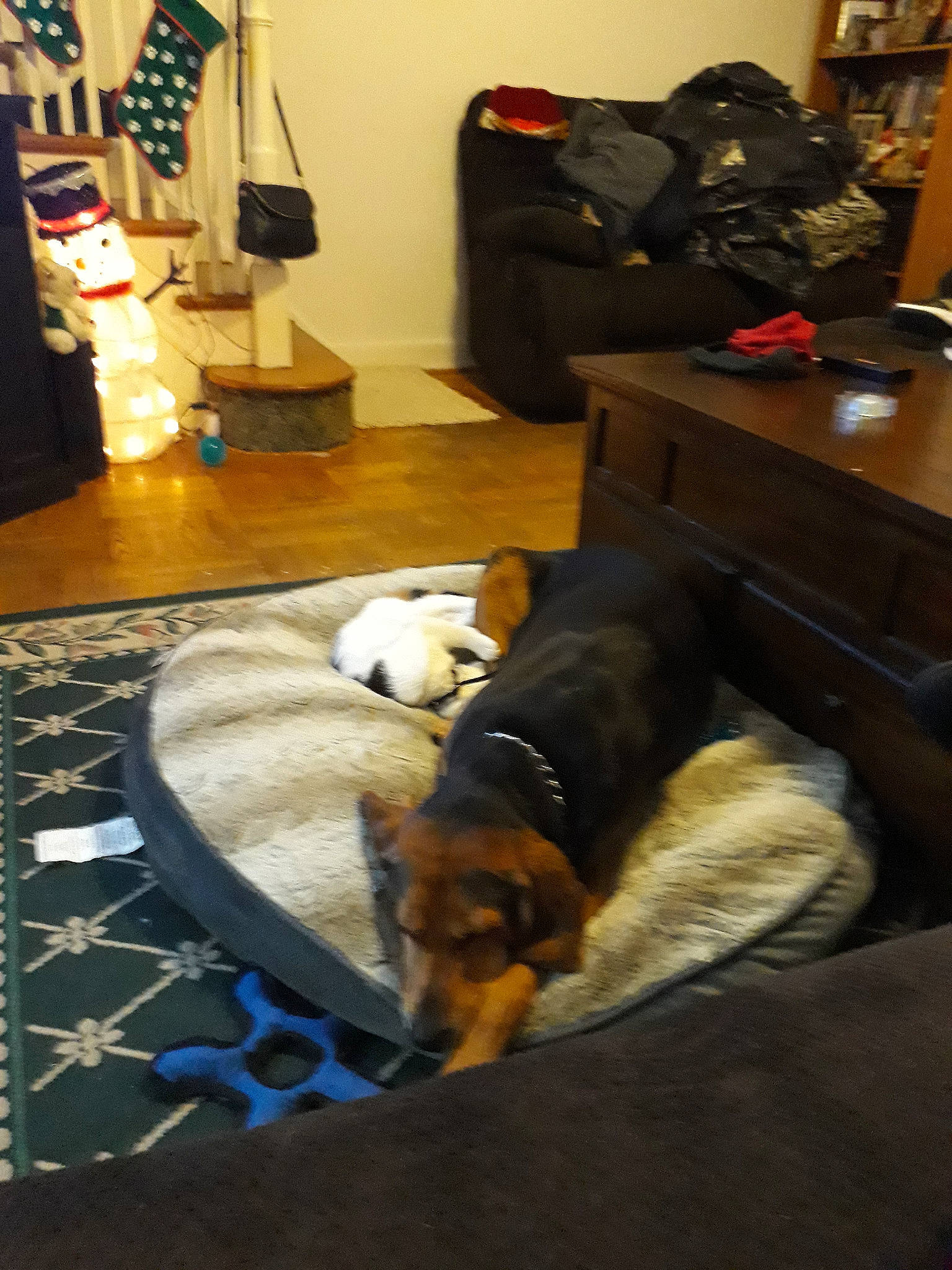 Styx joined the competition — help win amazing prizes! canidae, carnivore, companion_dog, dog, dog_breed, floor, flooring, room