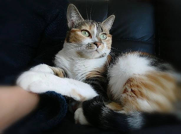 Myrtille a rejoint le concours — aidez-le/la à gagner de superbes lots ! carnivore, cat, claw, comfort, domestic_short_haired_cat, ear, felidae, foot, fur, gesture, paw, sitting, small_to_medium_sized_cats, snout, tail, terrestrial_animal, tree, whiskers