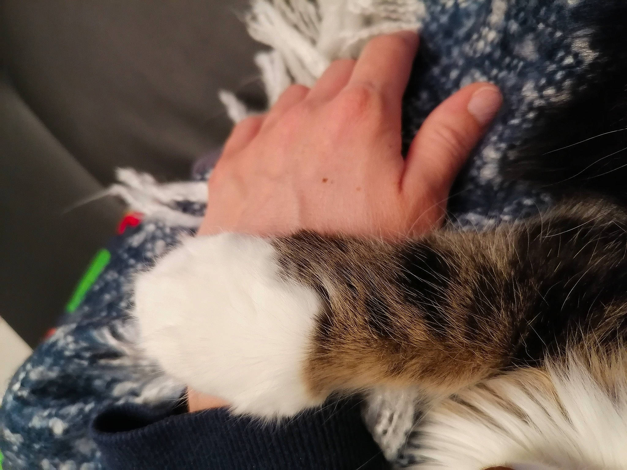 Chipie participe au concours pour gagner de l'argent avec cette photo : carnivore, cat, claw, comfort, domestic_short_haired_cat, felidae, foot, fur, gesture, human_leg, lap, nail, nap, paw, small_to_medium_sized_cats, tail, terrestrial_animal, whiskers