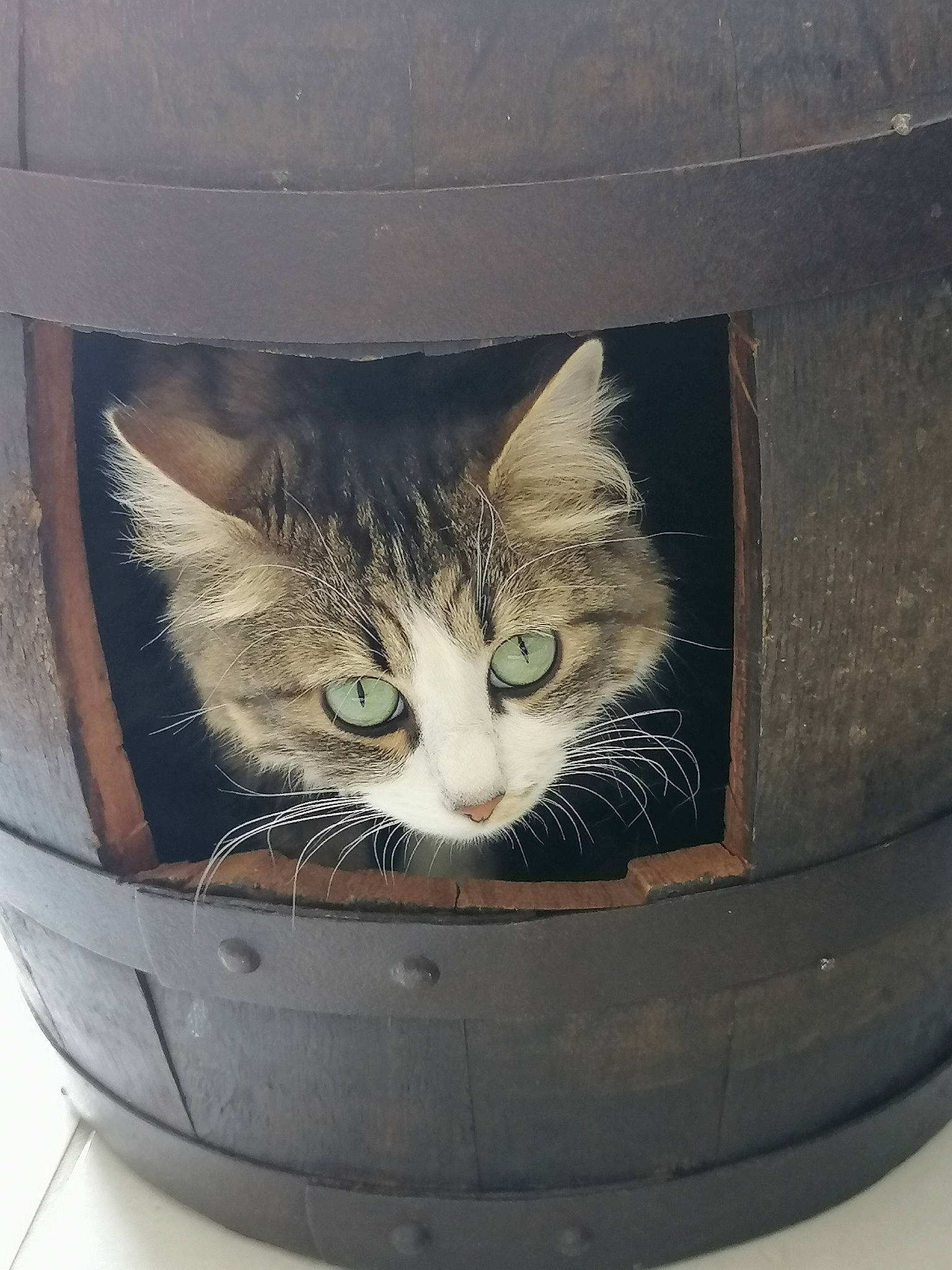 Chipie participe au concours pour gagner de l'argent avec cette photo : auto_part, automotive_exterior, automotive_lighting, automotive_tire, automotive_wheel_system, bag, box, cardboard, carnivore, cat, domestic_short_haired_cat, felidae, grey, packaging_and_labeling, rim, shipping_box, small_to_medium_sized_cats, snout, whiskers, window