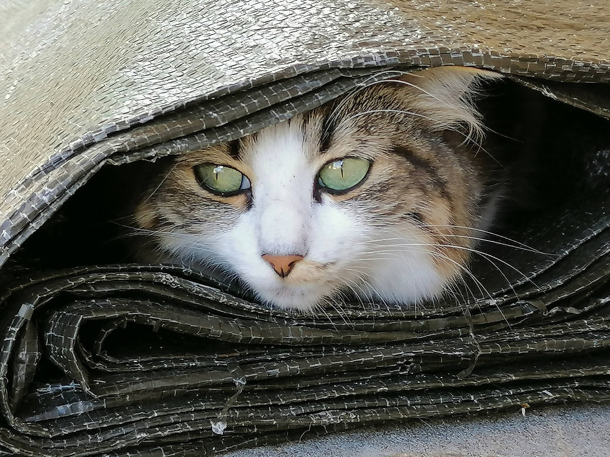 Chipie participe au concours pour gagner de l'argent avec cette photo : carnivore, cat, close_up, domestic_short_haired_cat, felidae, fur, grass, hat, iris, small_to_medium_sized_cats, snout, tree, trunk, whiskers, wildlife, wood