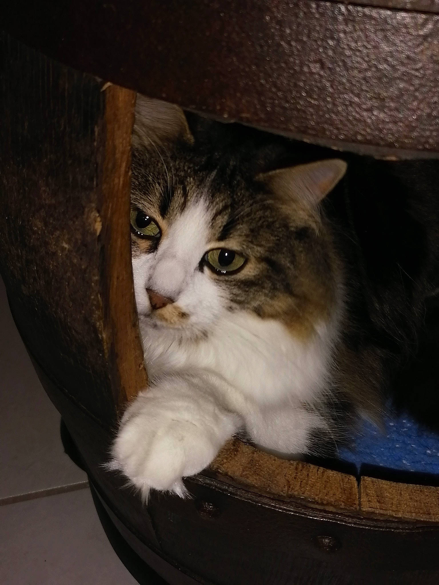 Chipie a rejoint le concours — aidez-le/la à gagner de superbes lots ! box, brown, cardboard, carnivore, cat, comfort, domestic_short_haired_cat, fawn, felidae, fur, hardwood, paper_product, shipping_box, sitting, small_to_medium_sized_cats, snout, tail, whiskers, window, wood