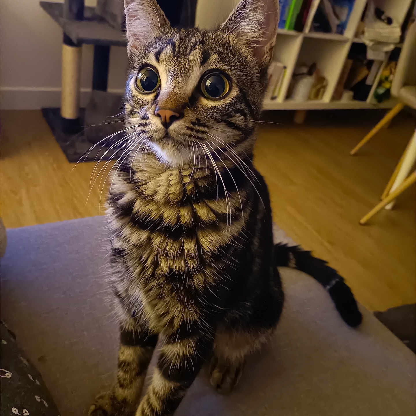 Dulux participe au concours pour gagner de l'argent avec cette photo : abyssinian, animal, architecture, bookcase, building, cat, chair, couch, furniture, hardwood, indoors, interiordesign, kitten, livingroom, manx, pet, plywood, room, shelf, wood