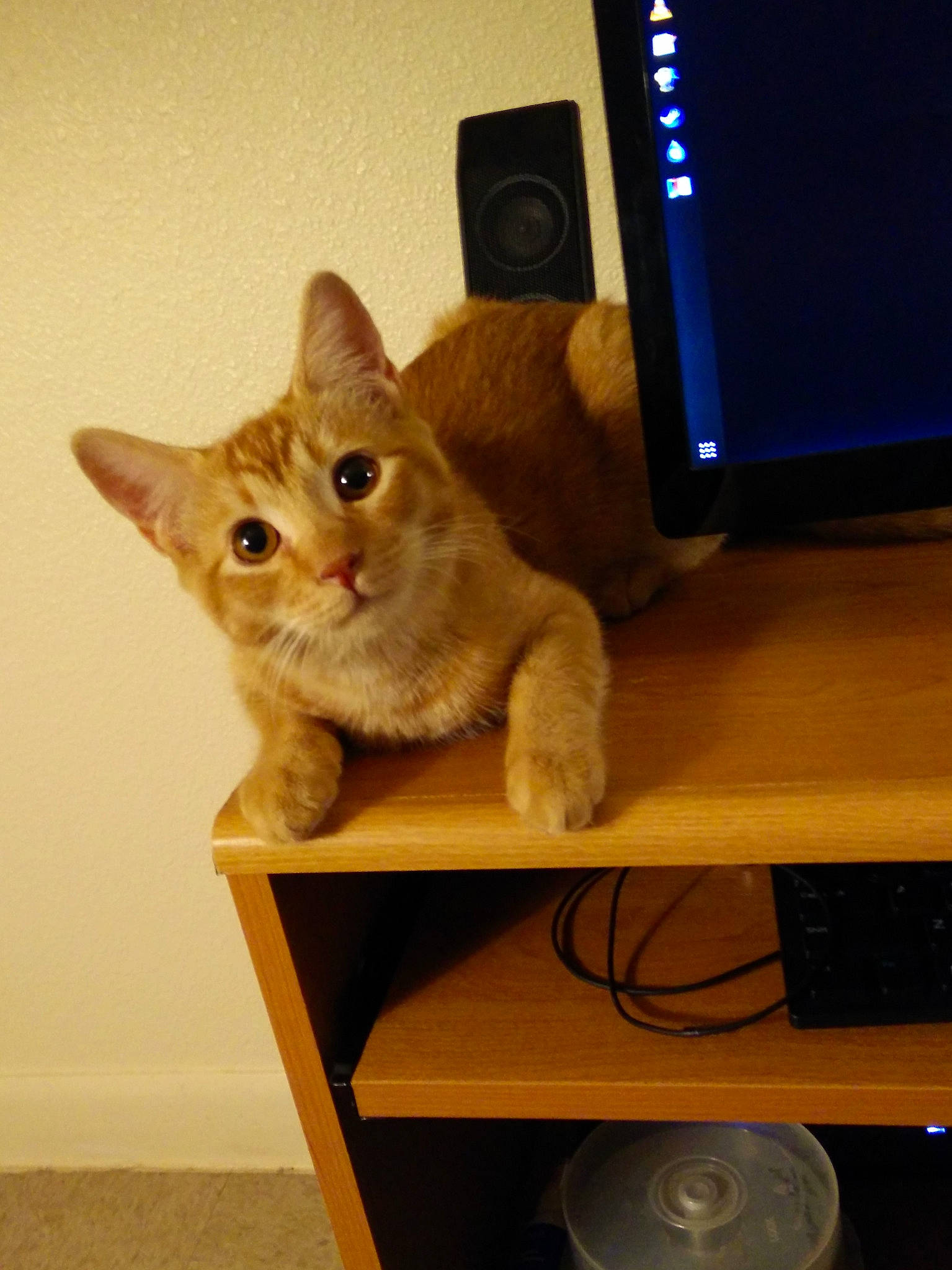 Dexter is registered to the contest to win money with this photo: carnivore, cat, computer, computer_desk, computer_keyboard, computer_monitor, desk, fawn, felidae, furniture, gadget, input_device, output_device, peripheral, personal_computer, shelf, small_to_medium_sized_cats, table, whiskers, wood