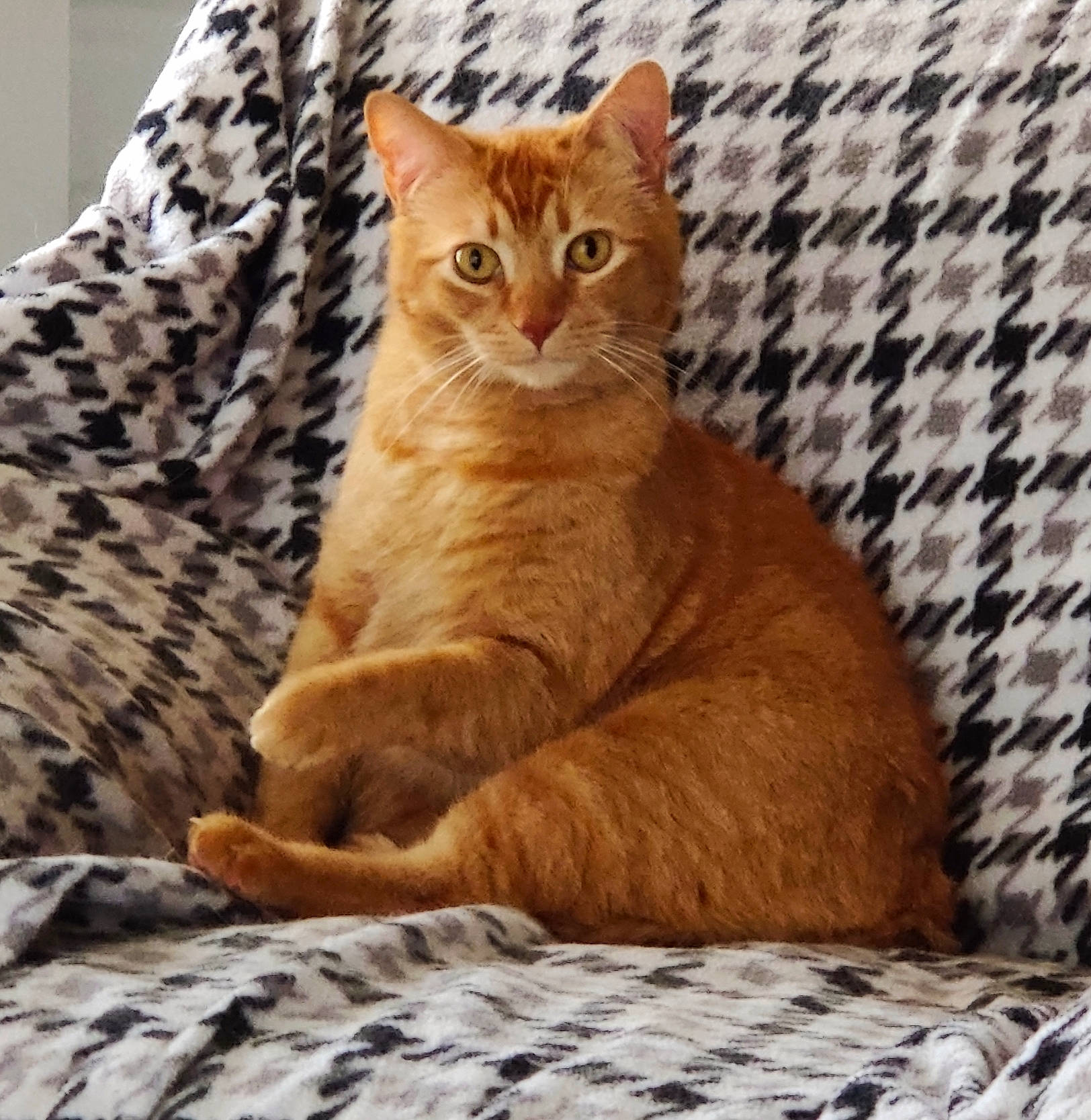 Dexter joined the competition — help win amazing prizes! carnivore, cat, claw, comfort, domestic_short_haired_cat, fawn, felidae, fur, paw, peach, sitting, small_to_medium_sized_cats, tail, terrestrial_animal, whiskers, wildlife, wood