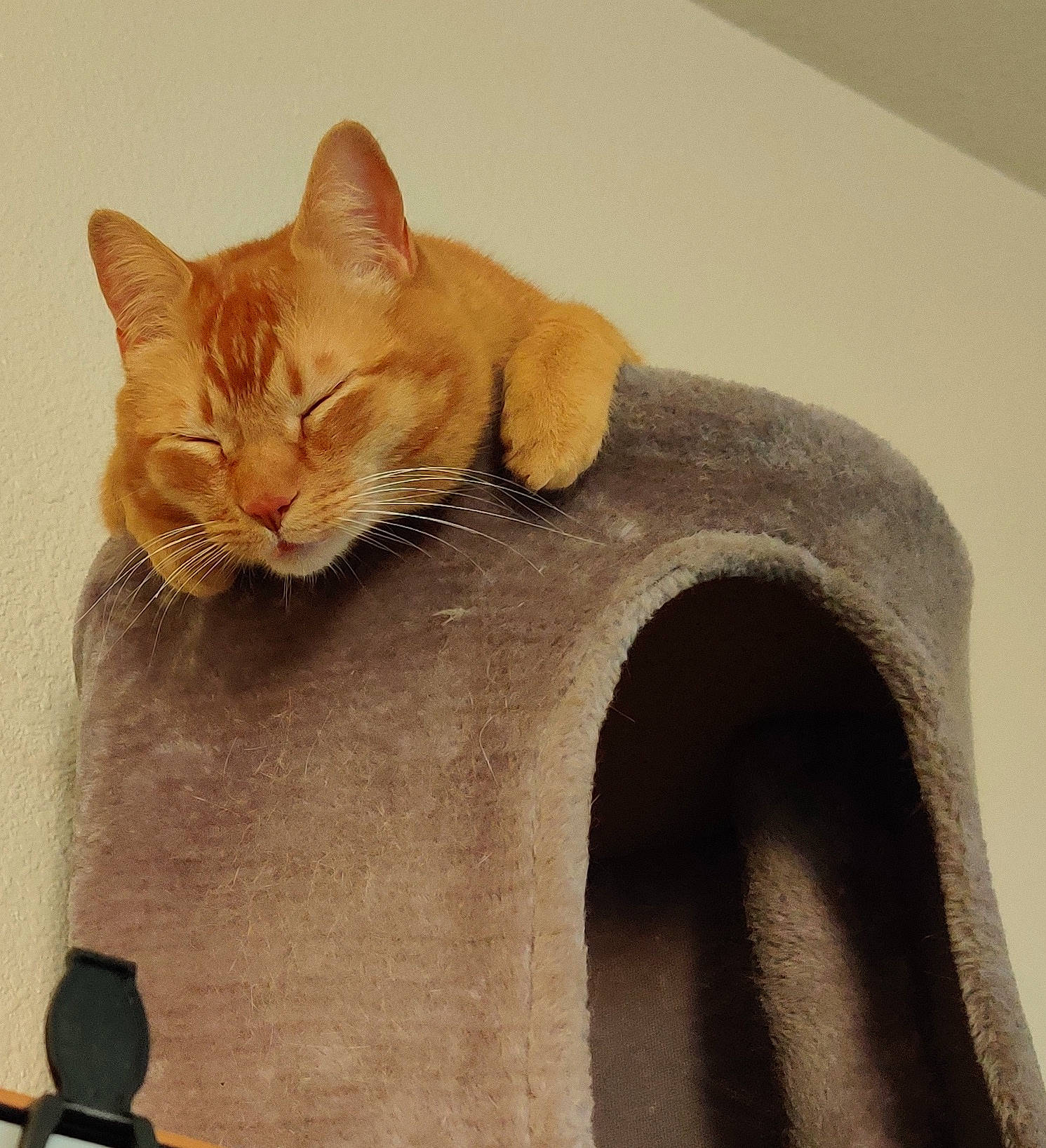 Dexter joined the competition — help win amazing prizes! carnivore, cat, cat_bed, cat_furniture, cat_supply, claw, comfort, domestic_short_haired_cat, fawn, felidae, flowerpot, fur, paw, pet_supply, small_to_medium_sized_cats, snout, tail, whiskers, wood