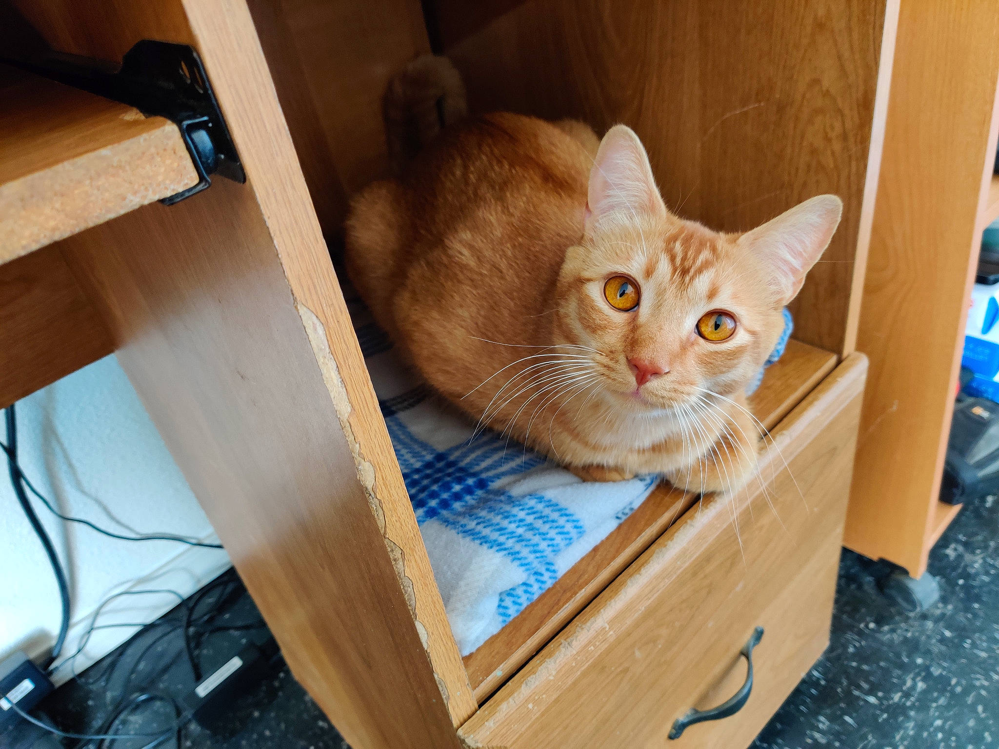 Dexter is registered to the contest to win money with this photo: basket, box, carnivore, cat, comfort, domestic_short_haired_cat, drawer, fawn, felidae, fur, hardwood, mammal, pet_supply, plywood, shelf, sitting, small_to_medium_sized_cats, tail, whiskers, wood