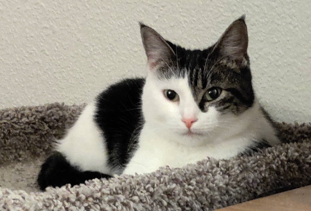 Pinto is registered to the contest to win money with this photo: box, carnivore, cat, domestic_short_haired_cat, felidae, fur, monochrome_photography, paw, small_to_medium_sized_cats, snout, terrestrial_animal, whiskers, window