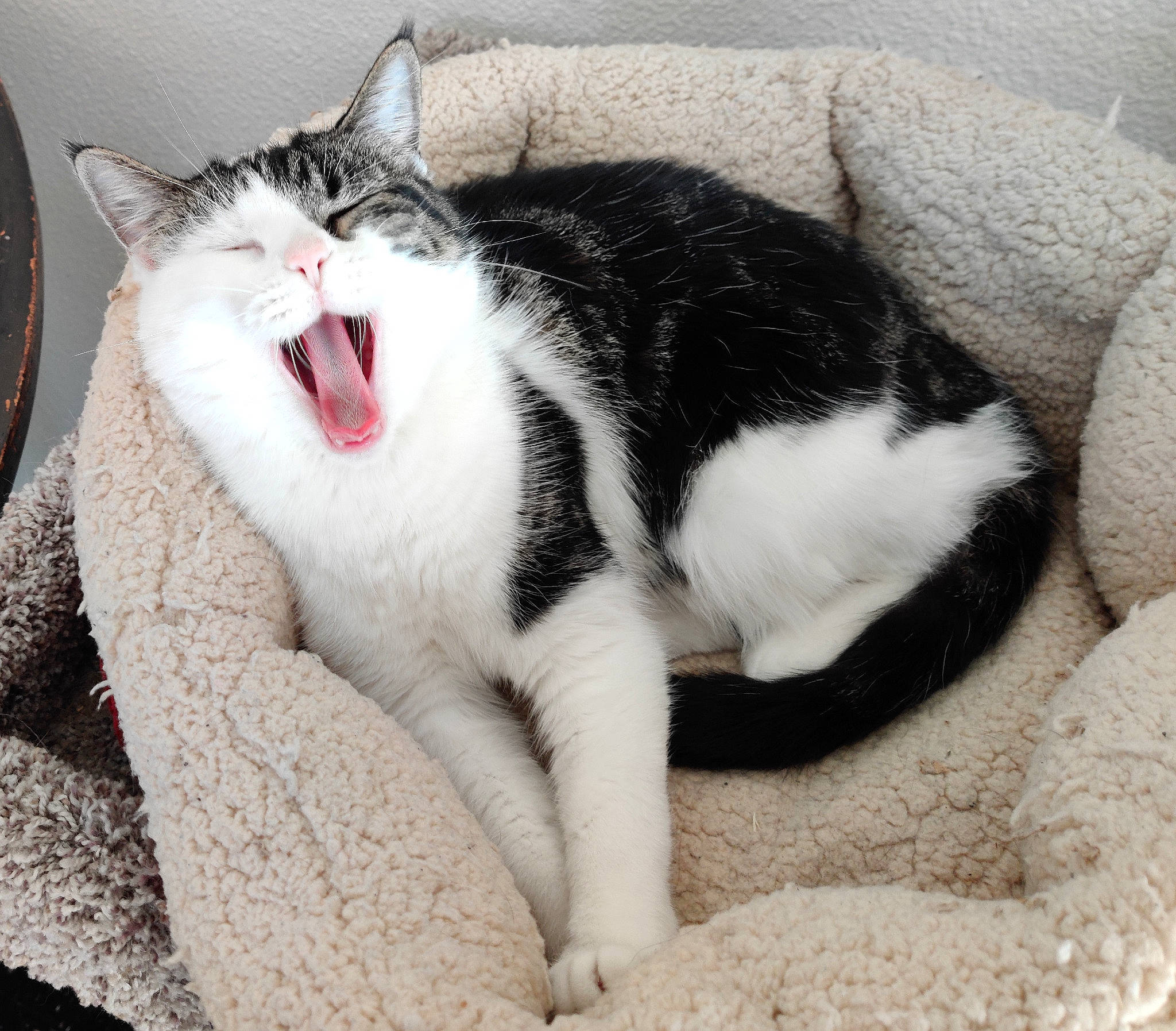 Pinto joined the competition — help win amazing prizes! carmine, carnivore, cat, claw, comfort, domestic_short_haired_cat, eye, fang, felidae, fur, grey, jaw, paw, roar, small_to_medium_sized_cats, snout, tail, whiskers, window, yawn
